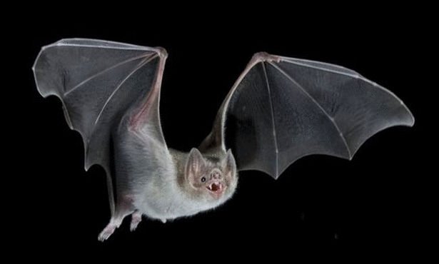 الخفافيش Bats جريدة الفراعنة